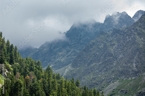 Pine forest with High Tatra mountains in background