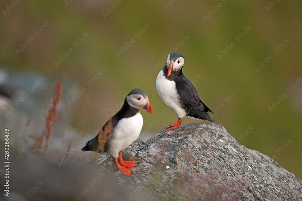 Atlantic puffin, fratercula arctica, common puffin, norway, Runde Atlantic puffin, fratercula arctica, common puffin, norway, Runde