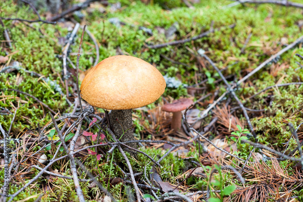 Edible mushroom is in forest in moss Edible mushroom is in forest in moss