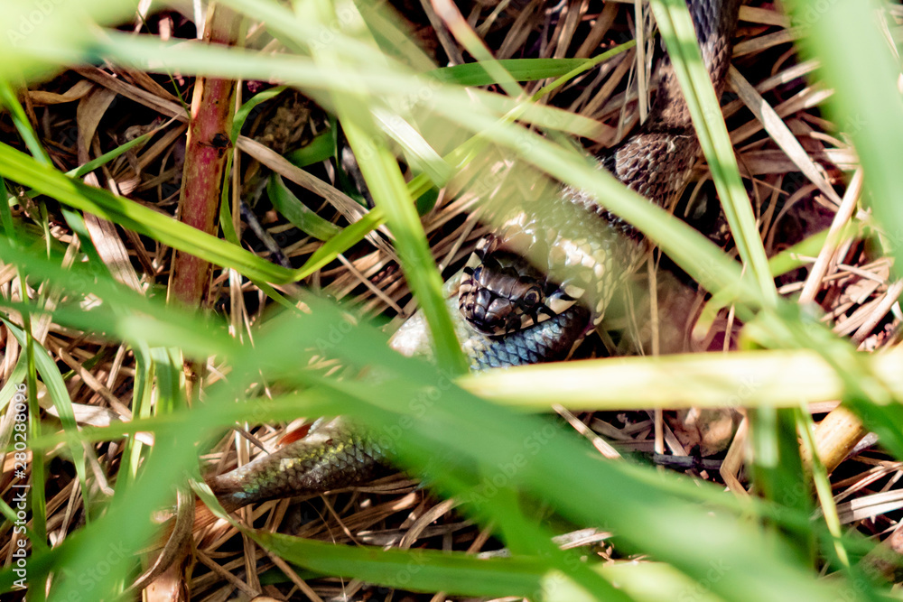 The snake perishing in the grass eats fish tank The snake perishing in the grass eats fish tank