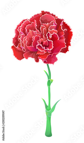Red carnation isolated on white background. Beautiful vector flower. Red flower for 8 march and other feast.