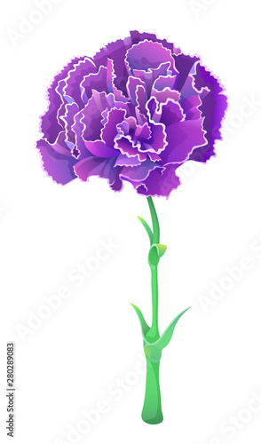 Violet carnation isolated on white background. Beautiful vector flower. Red flower for 8 march and other feast