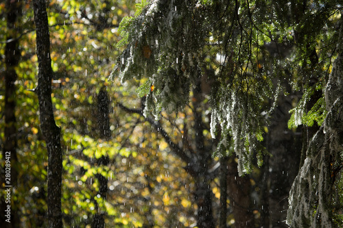 tree in the forest
