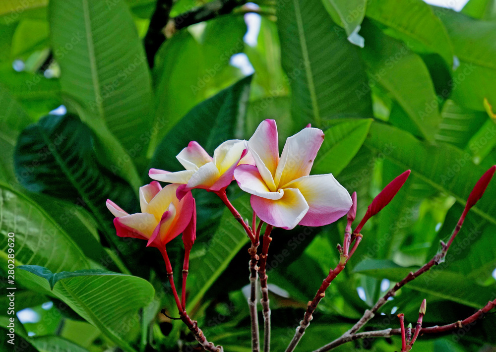 flores tropical flores tropical