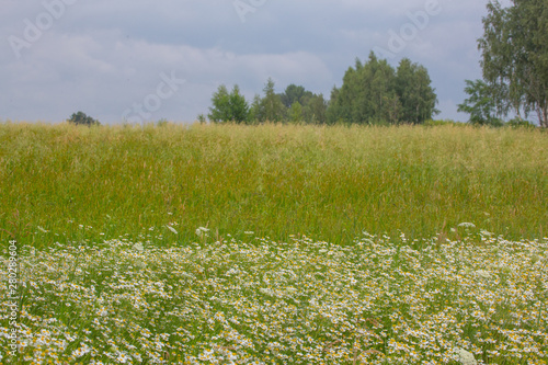 field of green grass and blue sky