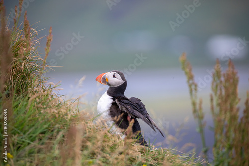 Puffin in Dyrhólaey in Iceland
