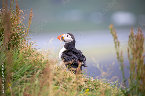 Puffin in Dyrhólaey in Iceland