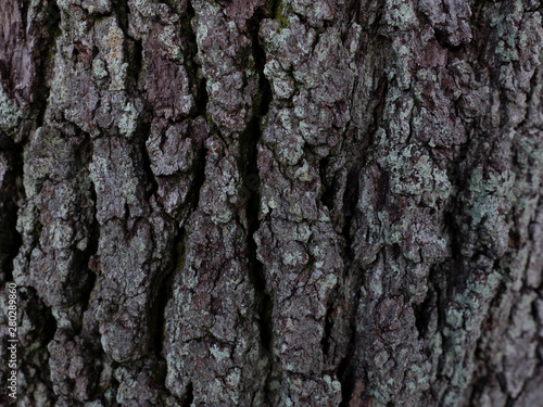 Tree Bark Texture 3