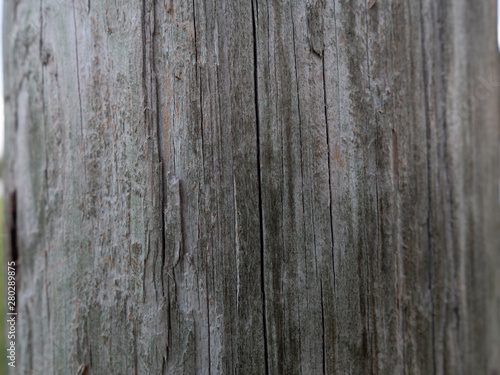 Tree Bark Texture 4