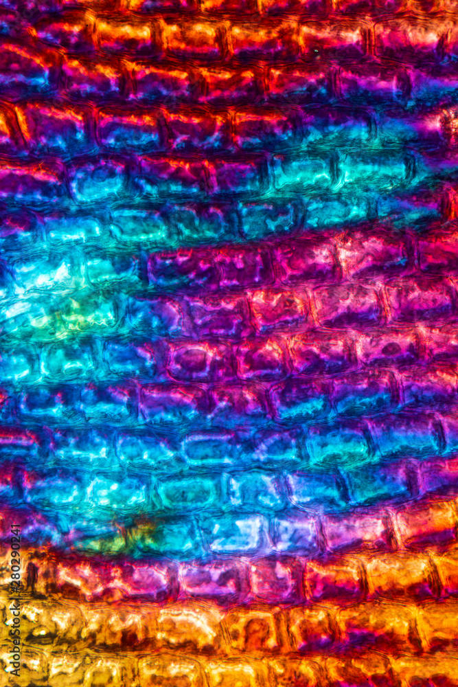 Abstract micrograph of a scale from a red snapper fish. Abstract micrograph of a scale from a red snapper fish.
