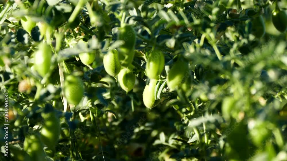 chickpea field, chickpea rust disease, chickpea fungal disease, green chickpea plant, chickpea field, chickpea rust disease, chickpea fungal disease, green chickpea plant,