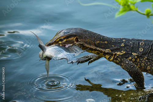 Monitor lizard by a pond with a fish in its mouth, Indonesia