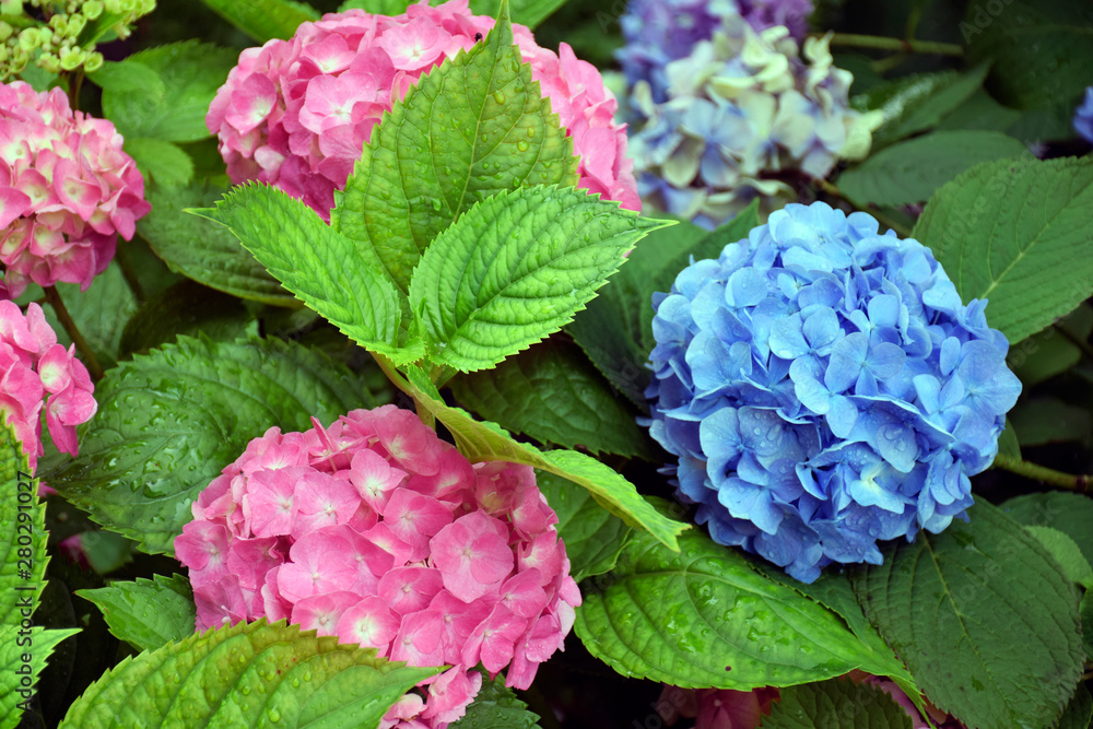 Blue and pink flowers hydrangea on rainy day in summer Blue and pink flowers hydrangea on rainy day in summer
