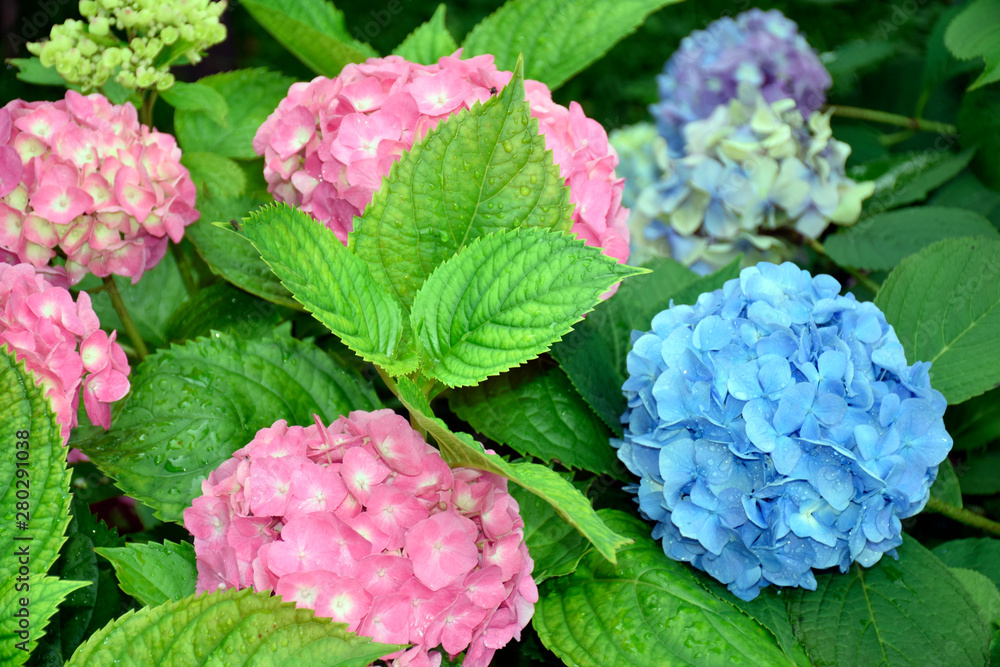Blue and pink flowers hydrangea on rainy day in summer Blue and pink flowers hydrangea on rainy day in summer