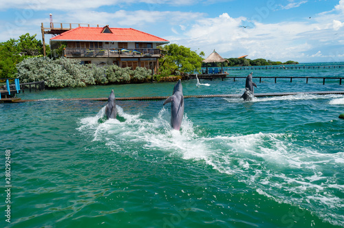Espectáculo delfines oceanario islas del rosario de cartagena colombia america