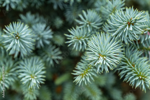 young blue spruce, beautiful fir
