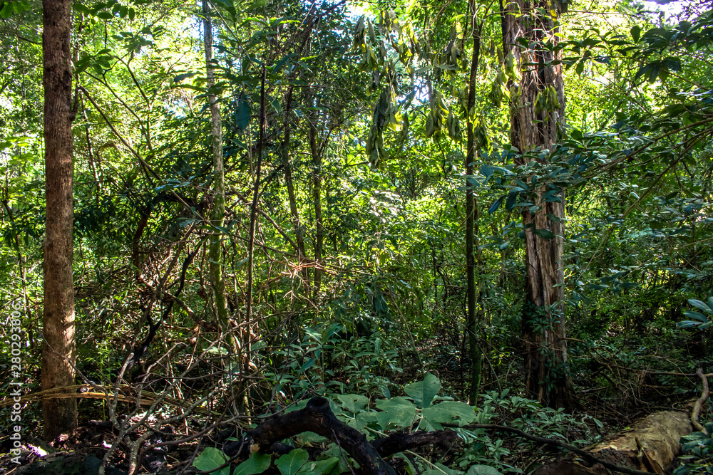 Fototapeta premium Detail of Atlantic rainforest in Brazil