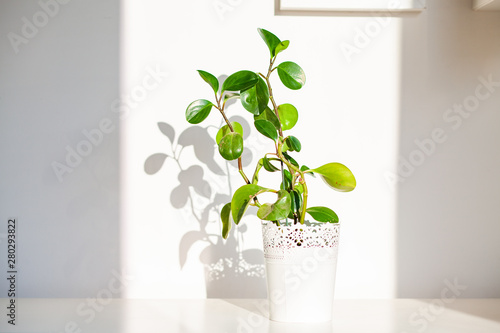 green plant in a home
