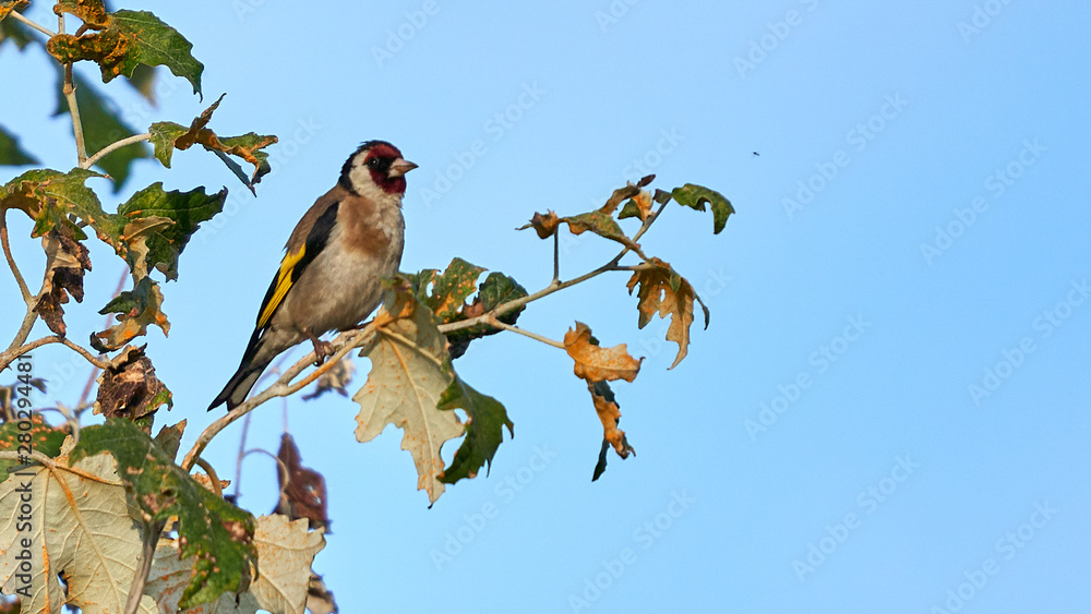 Fototapeta premium Adult Male European Goldfinch