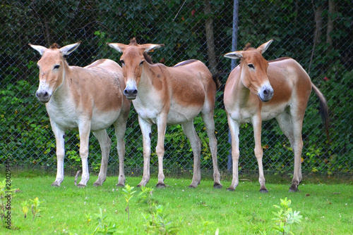 The onager (Equus hemionus), also known as hemione or Asiatic wild ass is a species of the family Equidae (horse family) native to Asia. 