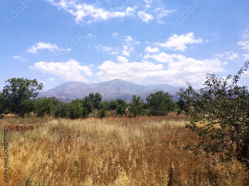 landscape with trees and blue sky