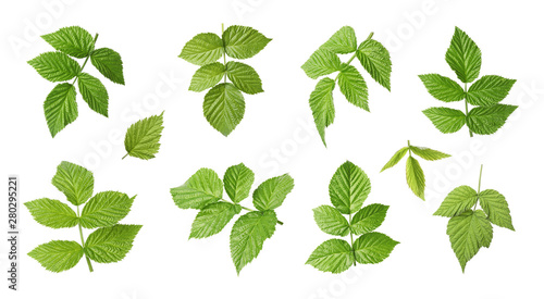 Set of fresh green raspberry leaves on white background