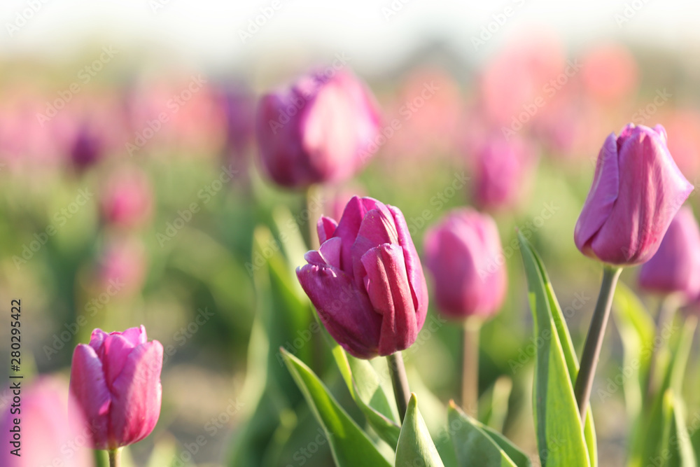 Fototapeta premium Field with fresh beautiful tulips. Blooming flowers