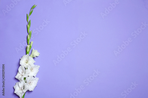 Beautiful white gladiolus flowers on violet background  top view. Space for text