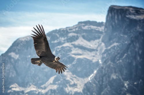 eagle in flight © artur