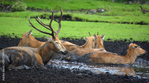 Fototapeta Naklejka Na Ścianę i Meble -  Pere David's deer, also known as the milu or elaphure, is a species of deer that is currently extinct in the wild all known specimens are found only in captivity.