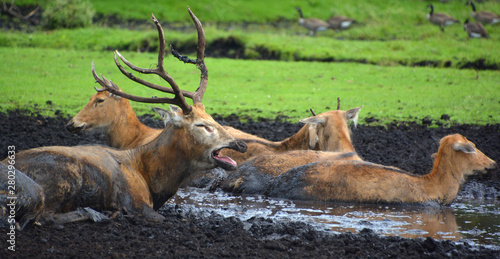 Fototapeta Naklejka Na Ścianę i Meble -  Pere David's deer, also known as the milu or elaphure, is a species of deer that is currently extinct in the wild all known specimens are found only in captivity.