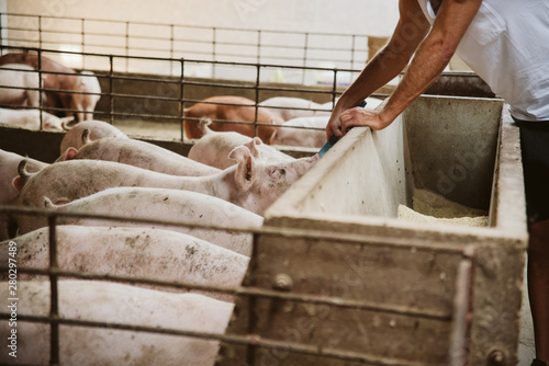 Pig farm. The hand of a man feeding pigs