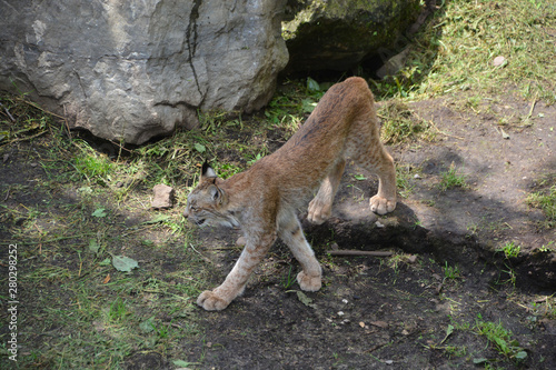 The Canada lynx or Canadian lynx is a North American mammal of the cat family, Felidae photo