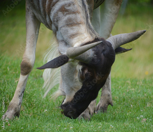 Bison are large, even-toed ungulates in the genus Bison within the subfamily Bovinae. photo