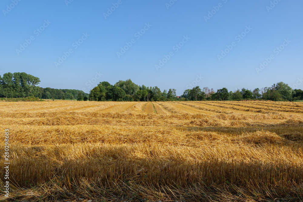 Outdoor view of cut grain harvested wheat field after harvest in summer season against blue cloudy in Meerbusch, countryside of Düsseldorf, Germany.