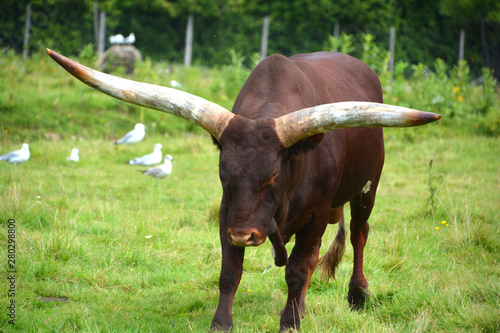Ankole-Watusi is a modern American breed of domestic cattle. It derives from the Ankole group of Sanga cattle breeds of central Africa. It is characterized by very large horns. photo