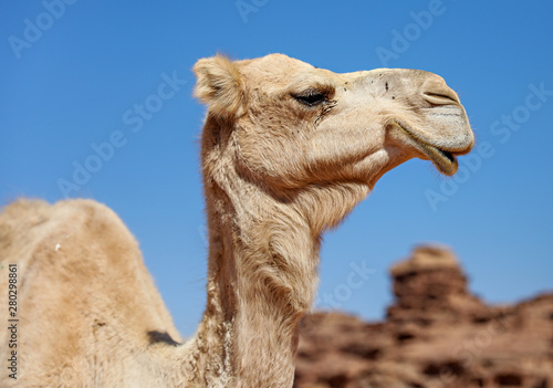 Close up of a camel's face.  © julie