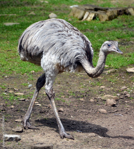 The greater rhea (Rhea americana) is a flightless bird found in eastern South America. Other names for the greater rhea include the grey, common, or American rhea, nandu Guarani or ema photo