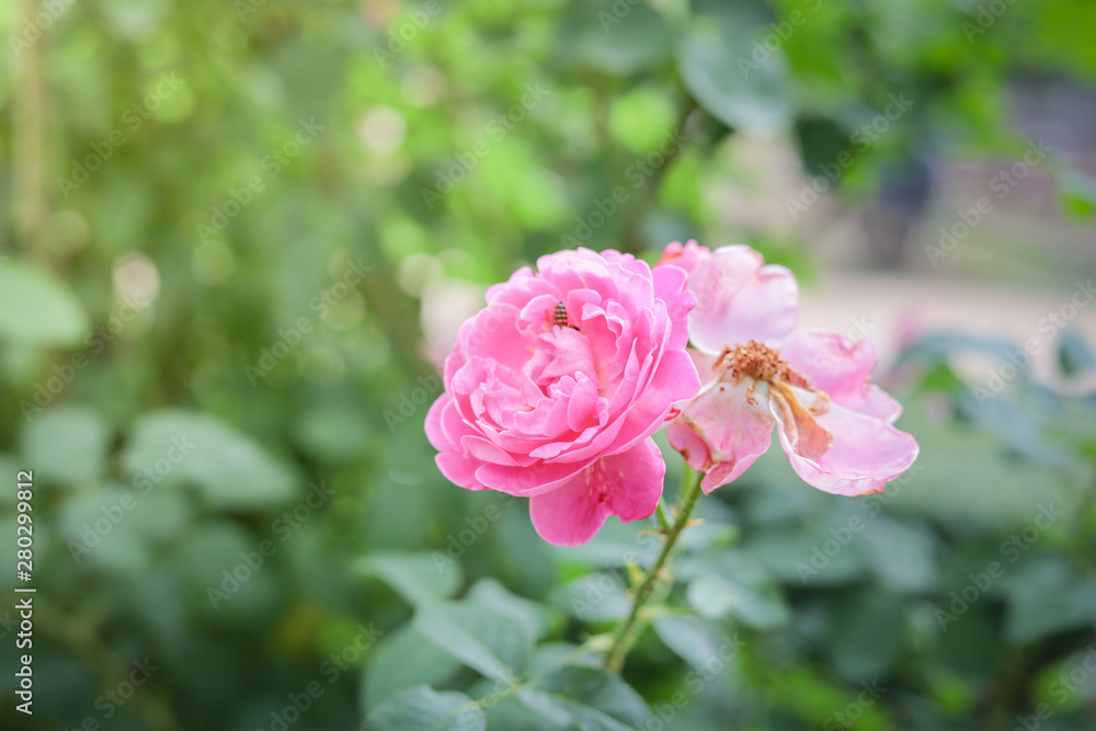 Roses in the garden