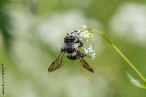 Ashy mining bee (Andrena cineraria)