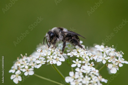 Ashy mining bee (Andrena cineraria) © Tomasz