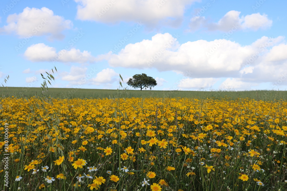 Fototapeta premium Árvore num campo de flores selvagens