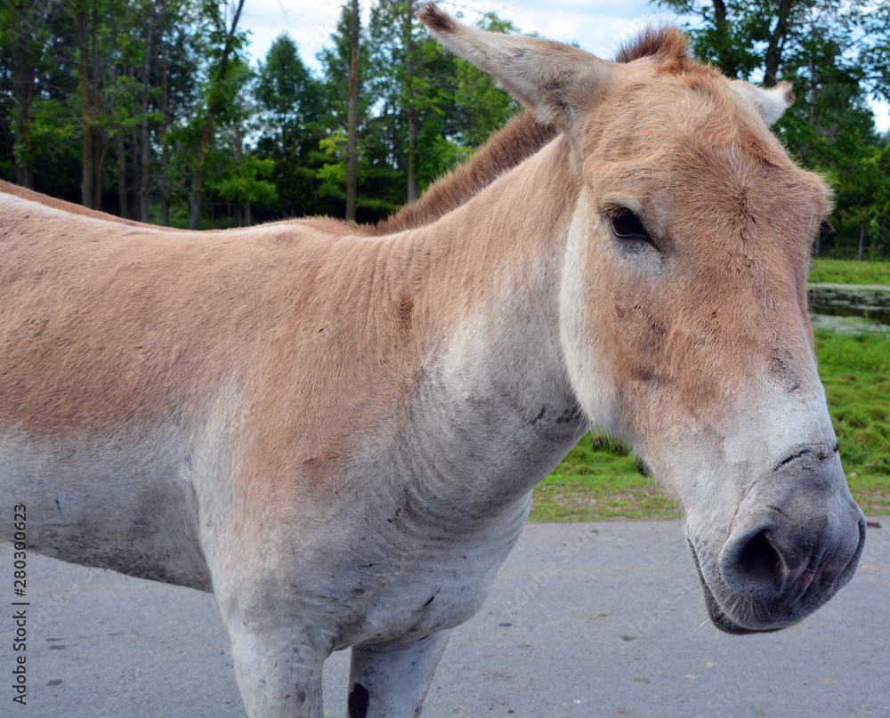 The onager (Equus hemionus), also known as hemione or Asiatic wild ass