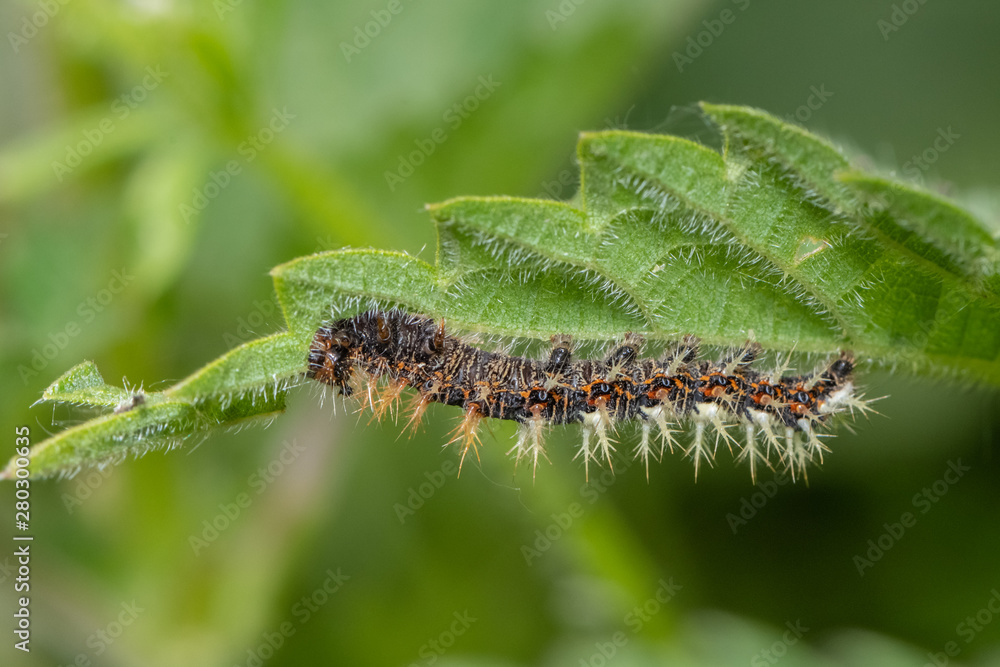 Peacock butterfly caterpillar inachis io