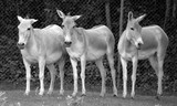 The onager (Equus hemionus), also known as hemione or Asiatic wild ass is a species of the family Equidae (horse family) native to Asia. 
