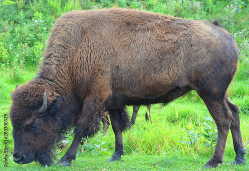 American bison or simply bison, also  known as the American buffalo or simply buffalo, is a North American species of bison that once roamed the grasslands of North America in vast herds photo