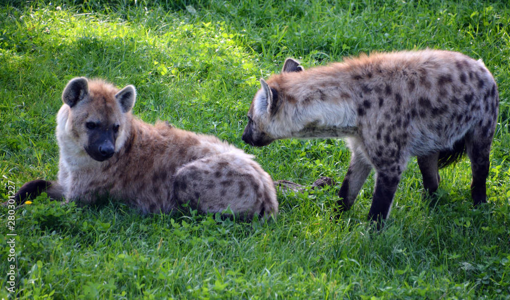 Spotted hyena (Crocuta crocuta), also known as the laughing hyena,is a