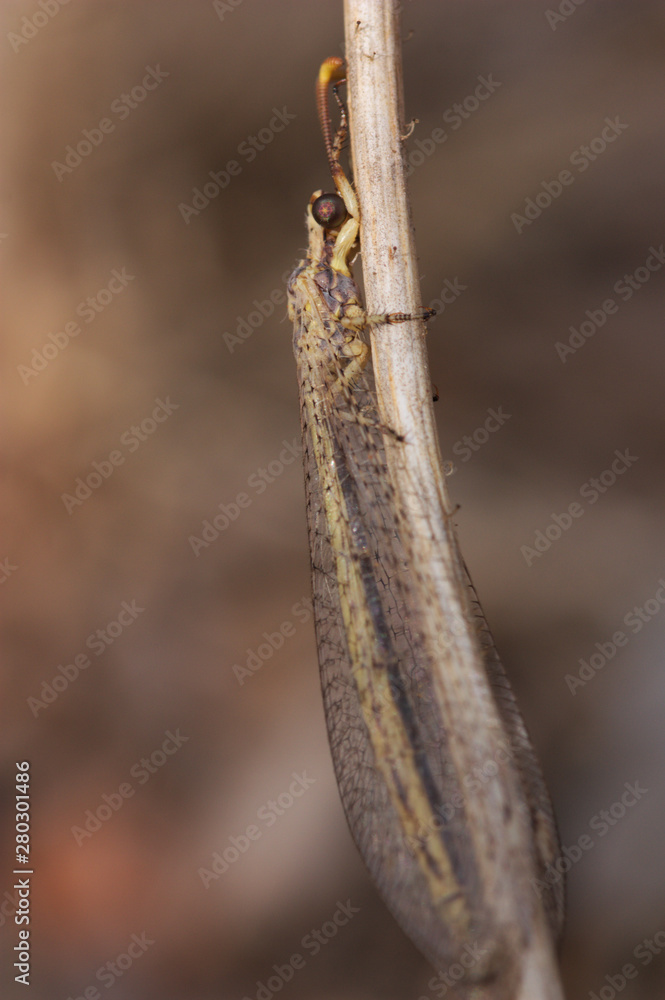 Macro view of a Myrmeleontid (Myrmeleontidae) on brown background. Macro view of a Myrmeleontid (Myrmeleontidae) on brown background.