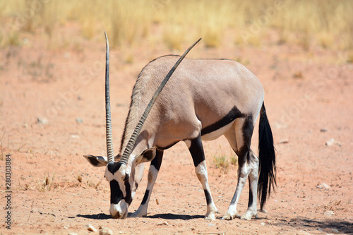 Foto Gemsbock or gemsbuck (Oryx gazella) Namib-Naukluft National Park is a national p