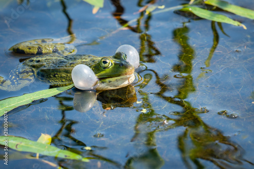 Croaking green frog in the water